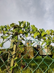 Cucumis maderaspatanus