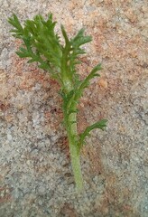 Ursinia dentata
