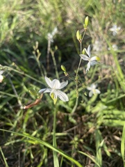 Chlorophytum galpinii