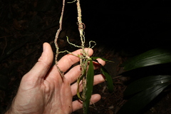 Sarcochilus argochilus