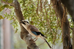 Garrulus glandarius atricapillus