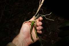 Sarcochilus argochilus