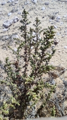 Image of Artemisia monosperma
