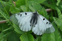 Parnassius mnemosyne