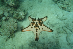 Protoreaster nodosus