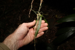 Sarcochilus argochilus