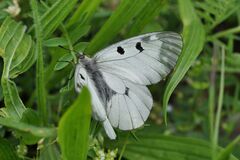 Parnassius mnemosyne
