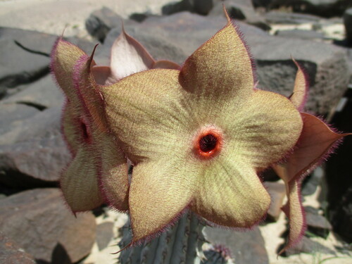 Ceropegia currorii subsp. currorii image