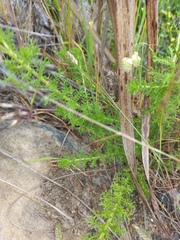 Ursinia dentata