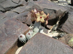 Ceropegia currorii image