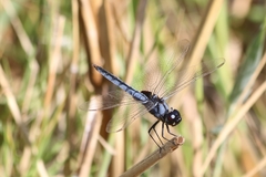 Urothemis edwardsii