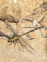 Austrogomphus ochraceus