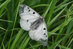 Parnassius mnemosyne
