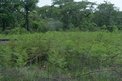 Pteridium centrali-africanum