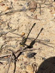 Austrogomphus ochraceus