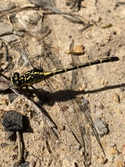 Austrogomphus ochraceus