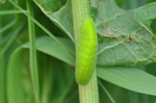 Didysis auksinukas nuotrauka