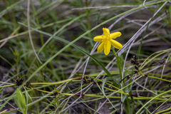 Hypoxis hygrometrica