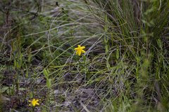 Hypoxis hygrometrica