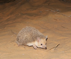 Hemiechinus auritus