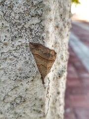 Hypena obacerralis