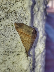 Hypena obacerralis