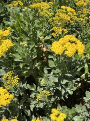 Senecio rosmarinifolius