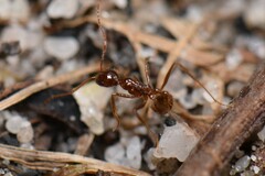 Aphaenogaster longiceps
