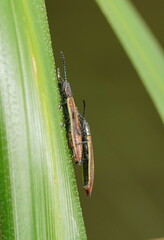 Eurispa vittata