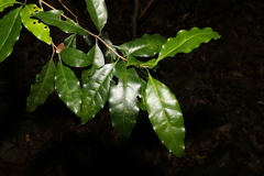 Actephila mooreana