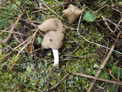 Helvella elastica