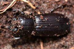Aulacocyclus