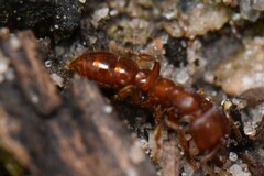 Amblyopone ferruginea