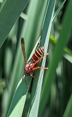 Polistes fastidiosus