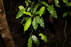 Actephila mooreana