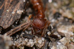 Amblyopone ferruginea