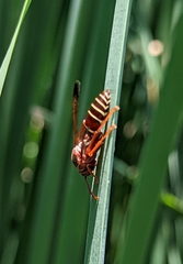 Polistes fastidiosus