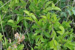 Satyrium spini