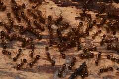 Aphaenogaster longiceps