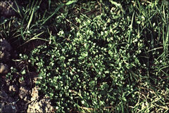 Stellaria media