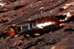 Nesogaster ruficeps