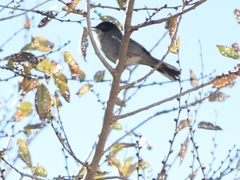 Curruca melanocephala