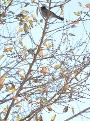 Curruca melanocephala