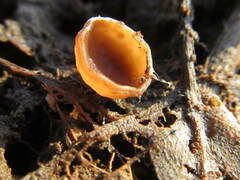 Dumontinia tuberosa