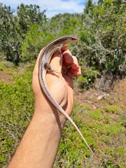 Gerrhosaurus flavigularis