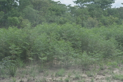 Pteridium centrali-africanum