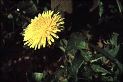 Taraxacum officinale