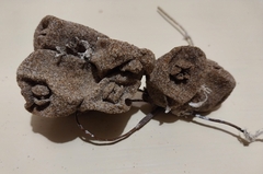 Pyura doppelgangera