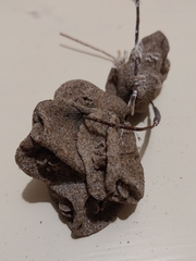 Pyura doppelgangera