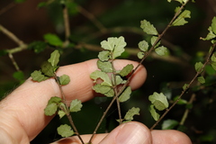 Acalypha capillipes